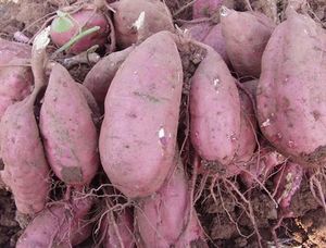 山东日照特产新鲜地瓜红薯番薯个大现挖现发货5斤24包邮全国