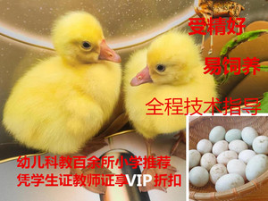 儿童科教受精卵种蛋宠物小黄鸭种蛋受精蛋可孵化白鸭子蛋非科尔鸭