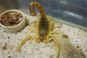以色列金蝎 LQ沙漠蝎 活体爬虫 宠物蝎子黑粗尾蝎