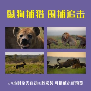鬣狗捕猎围捕追击狮子雄狮团队狩猎围困野生动物丛林法则视频素材