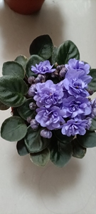 重瓣迷你型非洲堇紫罗兰蓝小玫瑰四季开花室内喜阴花卉盆栽