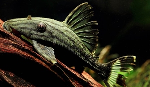 哥伦比亚秘鲁哥绿皮白金皇冠豹异形鱼南美异形观赏鱼清道夫工具鱼