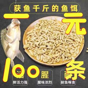 黑水虻钓鱼饵料蛋白虫活体鱼饵活饵野钓仓鼠龟鸟食物活虫宠物饲料