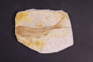 群狼鳍鱼化石(辽宁朝阳)距今一亿四千万年公博评级美82分