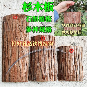 石斛吊栽杉树皮板 杉木板　杉树板替代蛇木板 石斛专用种植板植料