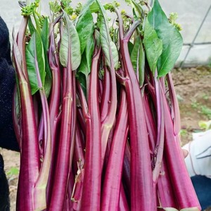 鲜红65红菜苔种子紫菜籽四季春秋冬季农家盆栽种孑盆栽湖北甜种籽