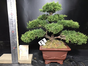 真柏树苗济州 真柏树苗济州品牌 价格 阿里巴巴