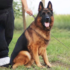 纯种德牧幼犬活体赛级德国牧羊犬黑背狼狗猎犬大型犬家养宠物狗狗