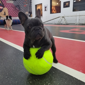 大号网球签名球狗狗玩的弹力球玩具充气大球柯基萨摩耶十倍快乐