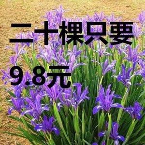 马兰花盆栽 马兰花苗  绿化苗马蔺花 马兰花苗 马莲、香蒲苗