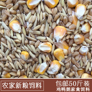 农家稻谷小麦玉米粒籽杂粮鸽粮鸡鸭鸟食鸽子打窝宠物饲料50斤包邮
