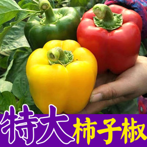 五彩甜椒种子红圆椒绿太空椒种籽黄灯笼椒紫圆椒苗子方椒蔬菜种孑