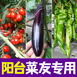 阳台菜友专用苗各种蔬菜苗草莓番茄 苗秧苗四季水果种子菜苗蔬菜