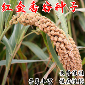 红小米种子孑种籽稻谷小香米粟米粘糯谷子谷种红谷红谷抗鸟害高产