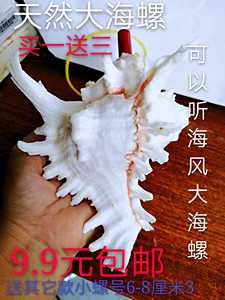 天然海螺口哨大海螺响螺号海螺贝壳工艺品创意礼物儿童玩具螺号吹