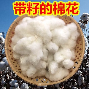 农家棉花带籽结婚用未加工籽棉散装带籽的棉花干净1斤