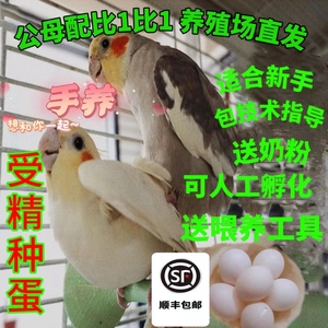 玄凤鹦鹉受精蛋宠物鸟蛋网红种蛋可人工孵化鸟种蛋受精率出壳率高
