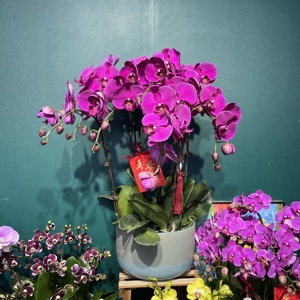蝴蝶兰-（顺丰包邮）真花带花好养花期久室内绿植直播间一物一拍