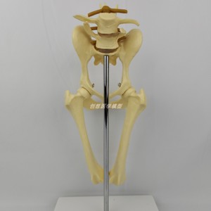 狗髋关节骨骼模型犬科类骨架玩具动物骨解剖兽医手术演示宠物医院