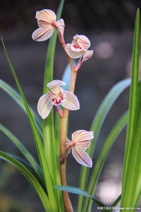 包邮老种 莲瓣兰  荷之冠 兰花苗 阳台盆栽绿植植物花卉盆景