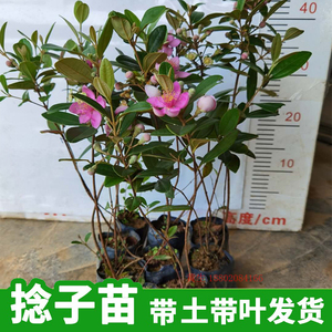 桃金娘树苗捻子果苗山菍子树地稔子小苗常绿南方北方种植庭院盆栽