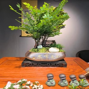 小叶紫檀黑檀木丛林款室内桌面高端盆景绿植好养易活