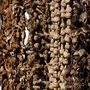 新疆巴音布鲁克牧区直供丁子干蘑菇钉子菇那拉提野蘑菇干1斤包邮