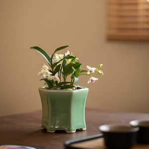 静艺花舍 香水石斛兰盆栽室内桌面花卉植物有淡香带花苞迷你绿植