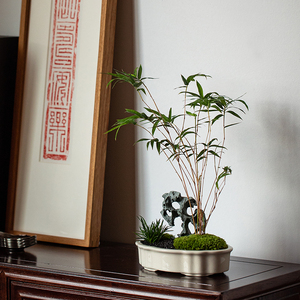 太湖石红竹盆景室内新中式茶客厅桌面红观音竹子盆栽净化空气绿植