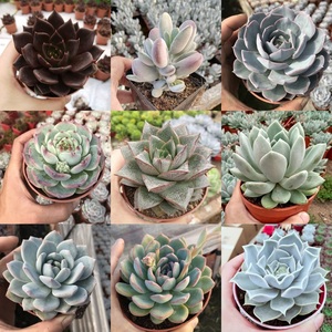 多肉植物大株吉娃娃蓝石莲黑王子盆栽植物室内净化空气防辐射 阿里巴巴找货神器