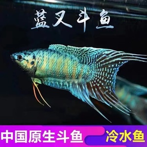中国斗鱼蓝叉改良蓝色巨普观赏鱼淡水活体免打氧耐养小型叉尾鱼苗