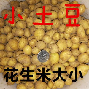 新鲜迷你小土豆黄心马铃薯洋芋新品非转基因5斤包邮花生米大小