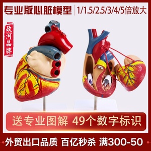 教学仿真1:1人体心脏模型B超彩超声医学心内科自然大心脏解剖模型