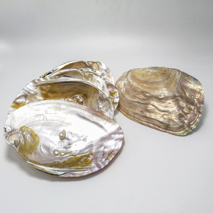珍珠贝珍珠蚌壳天然海螺贝壳托盘鱼缸造景收纳盘收藏工艺拍摄摆件