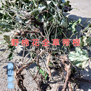贵州野棉花中草药材打破碗碗花多年生宿根秋牡丹全草带根当季晒干