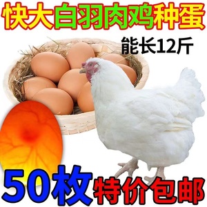 【快大型】白羽鸡种蛋肉鸡受精蛋莘县817种蛋高受精率可孵化小鸡