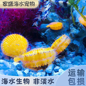 海缸净水神器净化水质黄金扇贝海缸装饰宠物食藻鲍鱼清缸生物贝壳