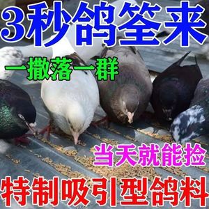 驱鸽子神器扁毛霸阳台屋檐驱赶毒醉鸟引麻气雀味喜吓鹊防鸟粪的药