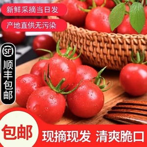 【顺丰包邮】广西露天种植千禧圣女果小番茄新鲜采摘酸甜多汁