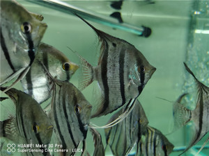 毅清水族 野生摩门斯卡喷点秘鲁 热带观赏鱼大中型鱼活体群游