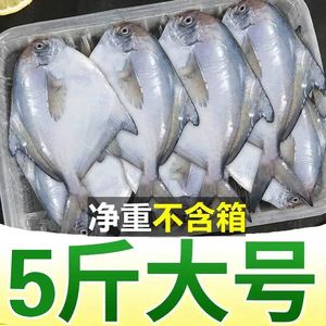 鲳鱼新鲜冷冻【不含箱重】银鲳鱼新鲜冷冻鲳鱼特大东海银鲳平鱼白