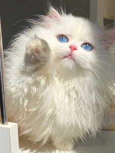 金吉拉幼猫银点蓝眼纯白高地猫幼崽小猫咪活物纯种长毛猫宠物猫