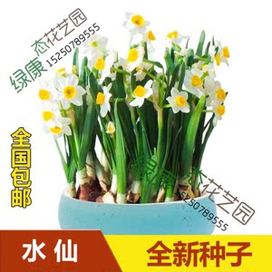 优质水培球根花卉水仙花种球种籽花卉种子绿植盆栽量大优惠包邮 阿里巴巴找货神器 优质水培球根花卉水仙花种球种籽花卉种子绿植盆栽量大优惠包邮 阿里巴巴找货神器