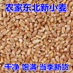 小麦2023年新小麦粒东北带皮小麦发芽麦草榨汁鸽子粮食酿酒小麦子