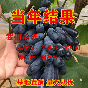 蓝宝石葡萄树苗夏黑辽峰果苗爬藤南北方种植葡萄苖当年结果不含盆