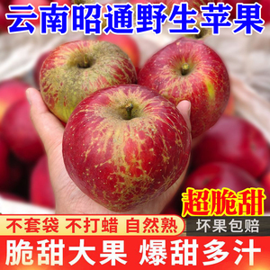 新品现摘云南昭通苹果冰糖心野生丑苹果甜脆新鲜水果非红富士10斤