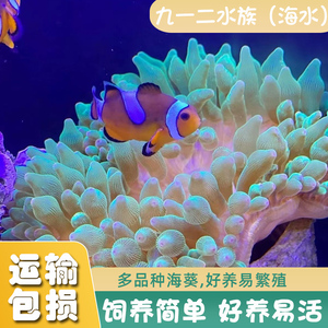 海水生物活体绿奶嘴海葵紫点/荧光/金点奶嘴海葵尼莫共生小丑鱼窝