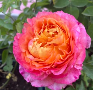 【大花美人】玫瑰月季室内外树苗绿植物开花阳台庭院四季盆栽