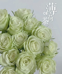 【柠檬绿】 绿色浪漫  月季花苗阳台盆栽花卉植物四季