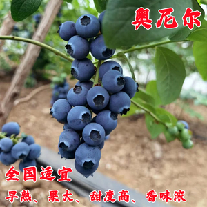 四季早熟大果蓝莓树果苗带花带果奥尼尔蓝莓苗盆栽地栽南北方种植